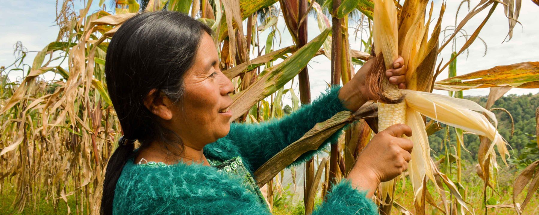 A Guatemalan farmer harvesting maize from a participatory plant breeding plot.