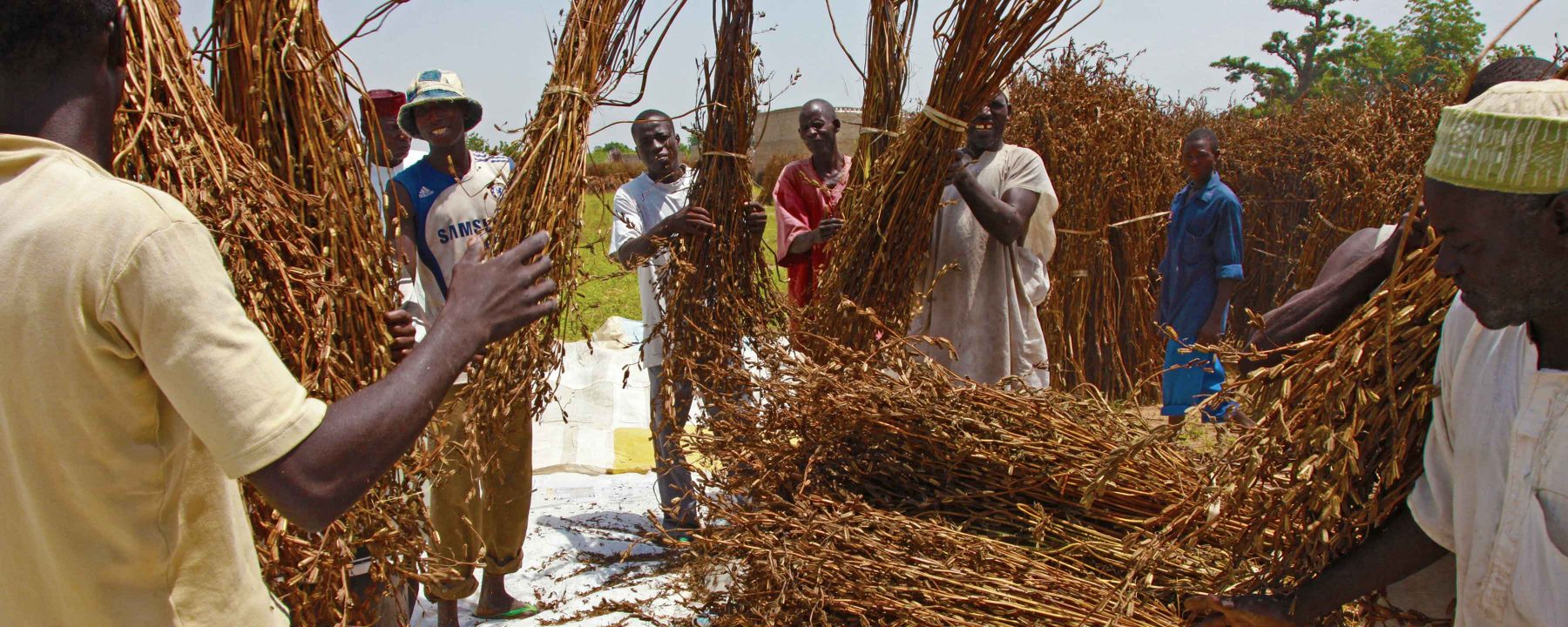 Farmers harvest, bundle and thresh sesame in Jigawa State, Nigeria.