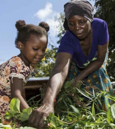 Women harvesting crops