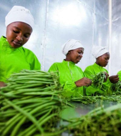 Women preparing their green bean harvest