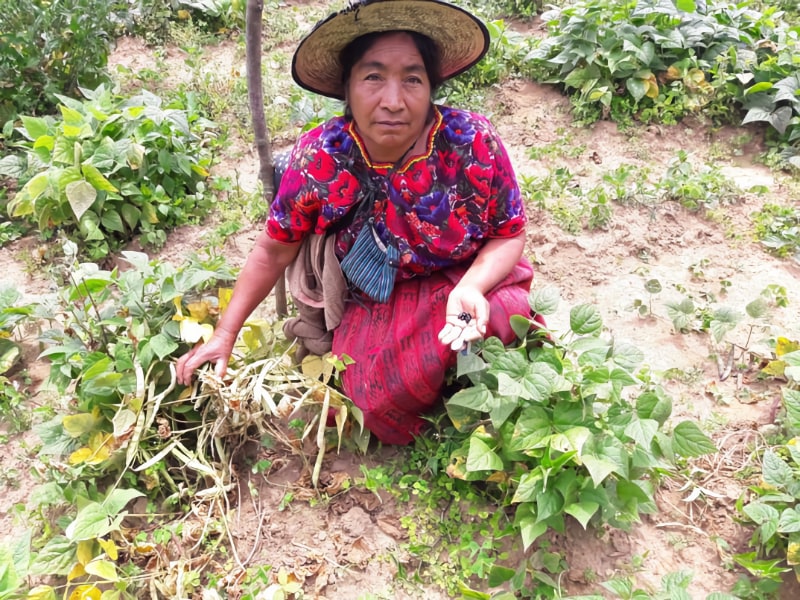 Photo of woman farming beans