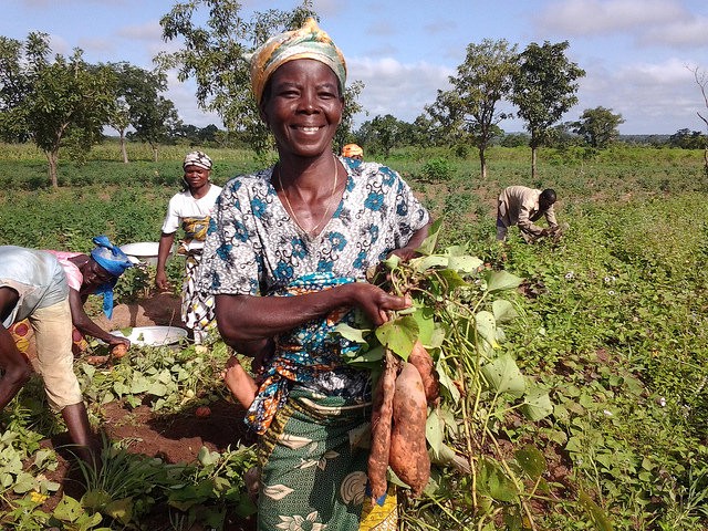 Photo of sweet potato harvest