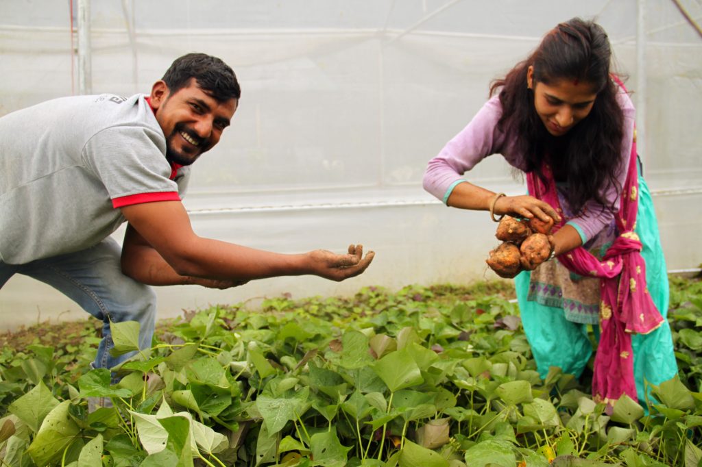 Photo of couple harvesting tubers