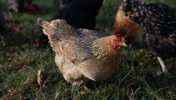 Connecting Young Chicken Farmers to the Kenyan Market