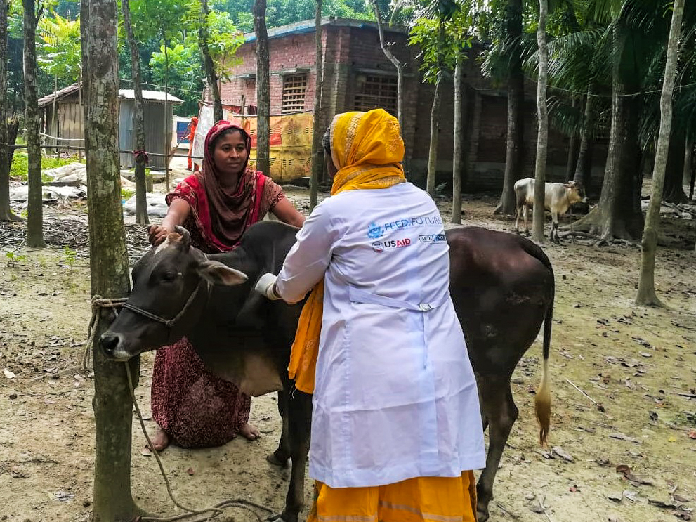 Tuhina Khatun providing primary animal care services for another cattle farmer