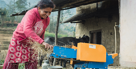 Radhika Bolakhe, a livestock farmer in Nepal cutting hay for feed