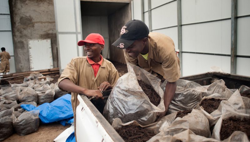 Workers moving mulch from a truck