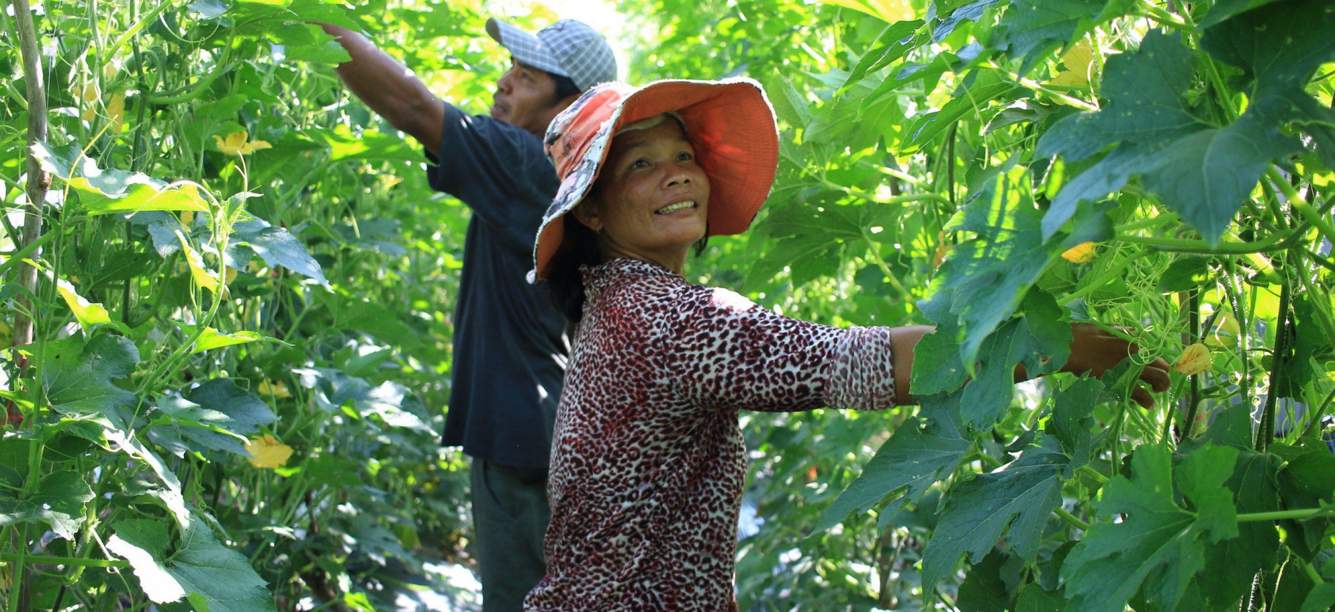 Two farmers checking their crops