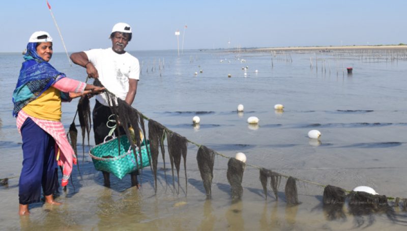 Moriam Begum and her husband Nurul Alam harvest their seaweed crop