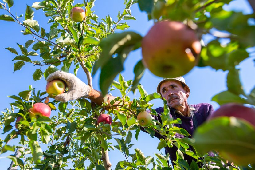 Farmer harvesting apples